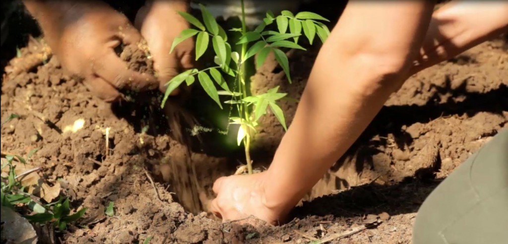 tree pantation
